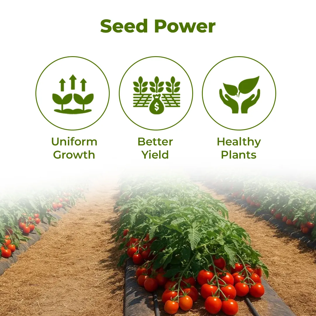 East West RANI F1 Hybrid Tomato Seed, Best For Determinate And Semi Spreading Plant - Image 3