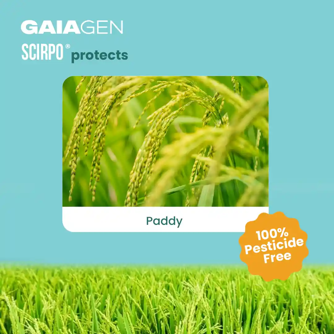 गाइएजेन चावल का पीला तना छेदक (स्किरपोफगा इंसर्टुलास) फेरोमोन ल्यूर और फनल कीट ट्रैप्स कॉम्बो, आईएमओ प्रमाणित - Image 2