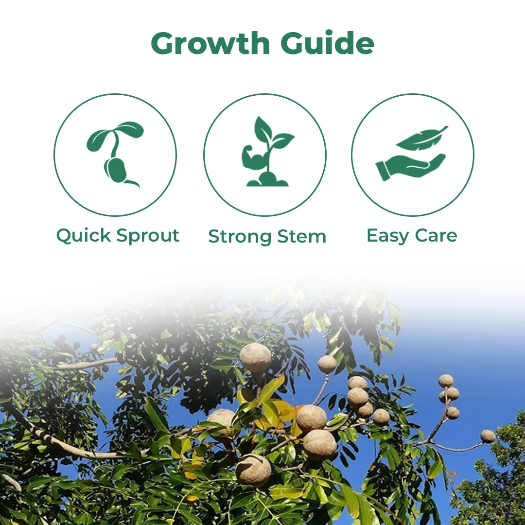 श्री साई फॉरेस्ट्री अफ्रीकी महोगनी वृक्ष के बीज, स्वेतानिया महोगनी पौधा बीज। - Image 3