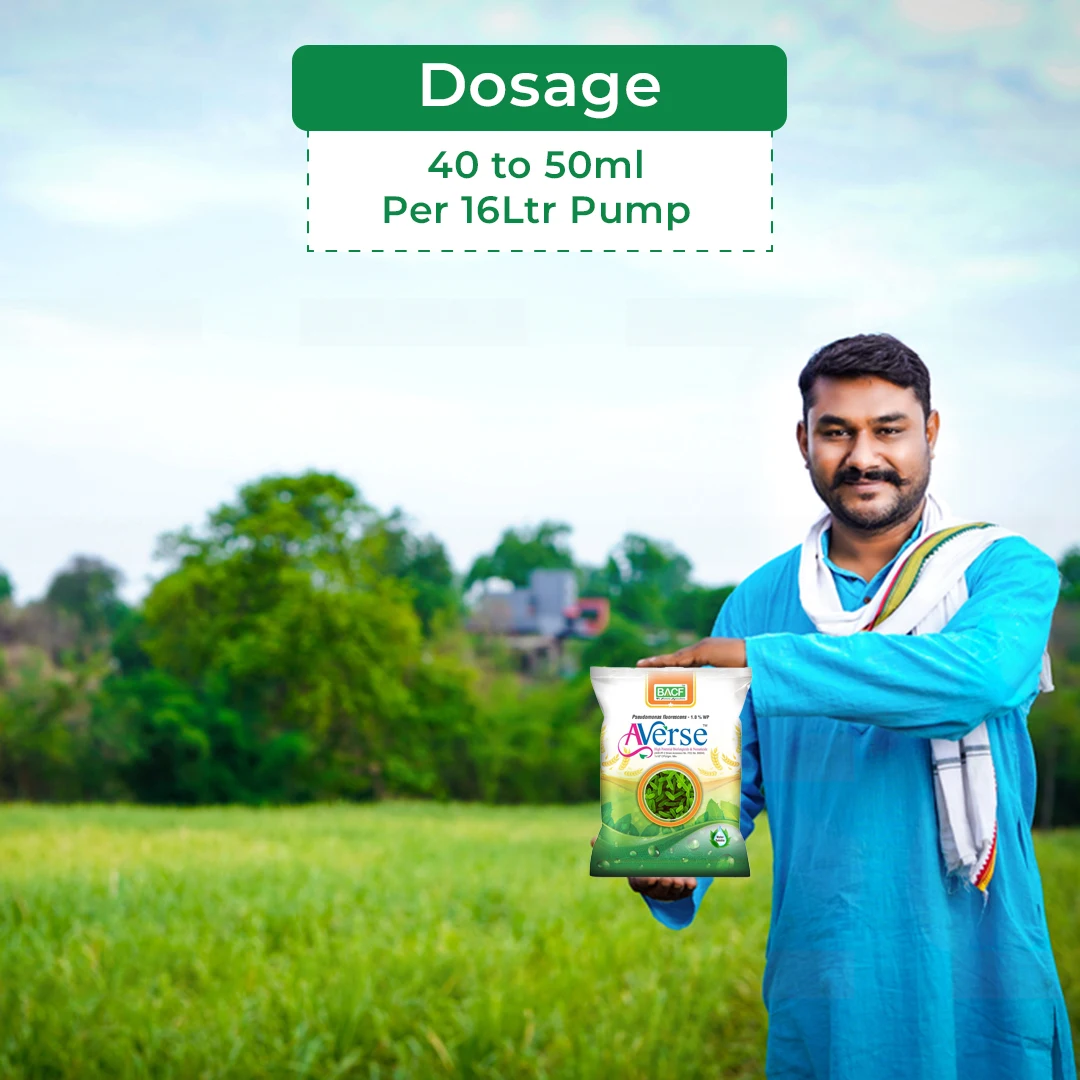 बीएसीएफ एवर्स - स्यूडोमोनस फ्लोरोसेंस 1% डब्लूपी. जैव फफूंदनाशक, चयनात्मक जैव-एजेंट और प्रभावी रूप से मिट्टी से होने वाले संक्रमण को नियंत्रित करता है - Image 5