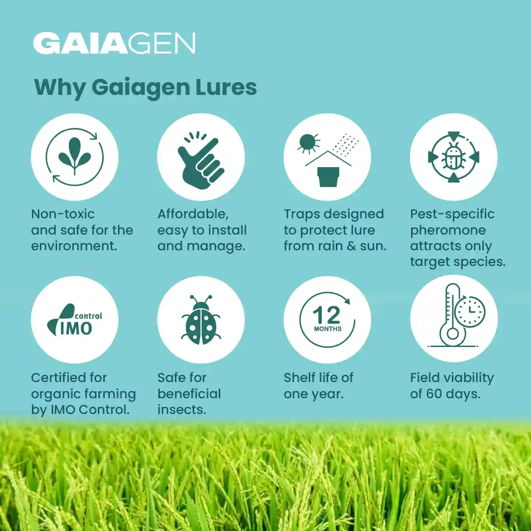 गाइएजेन चावल का पीला तना छेदक (स्किरपोफगा इंसर्टुलास) फेरोमोन ल्यूर और फनल कीट ट्रैप्स कॉम्बो, आईएमओ प्रमाणित - Image 7