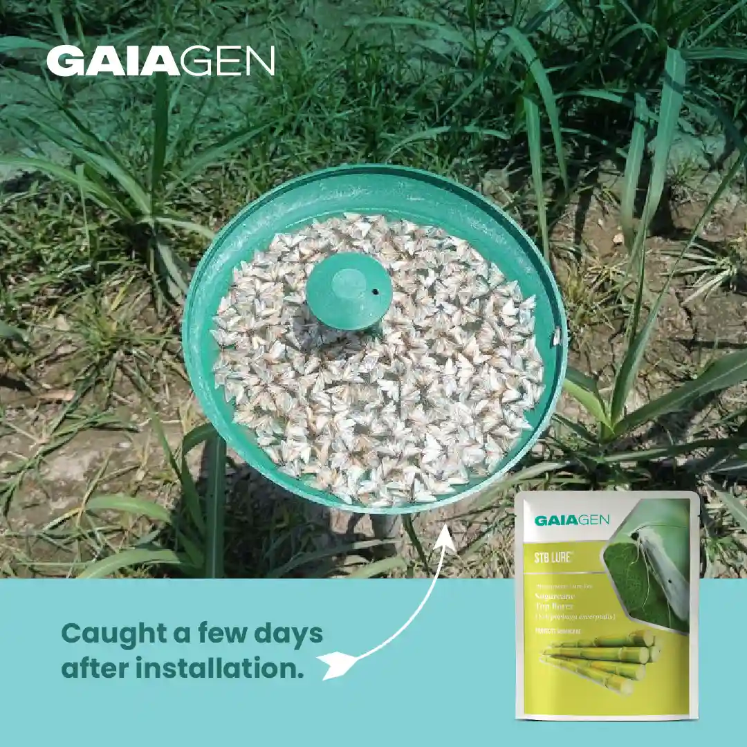 GAIAGEN Pheromone Water Trap and Lure For Sugarcane Top Borer (Scirpophaga excerptalis) And Insect Water Trap Combo Pack - Image 7