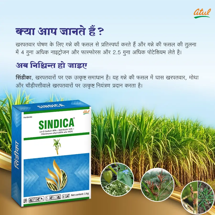 Atul SINDICA 2, 4-D Sodium 48% + Metribuzin 32% + Chlorimuron ethyl 0.85% WDG Herbicide, Effective Weeds Contol In Sugarcane Crops - Image 2