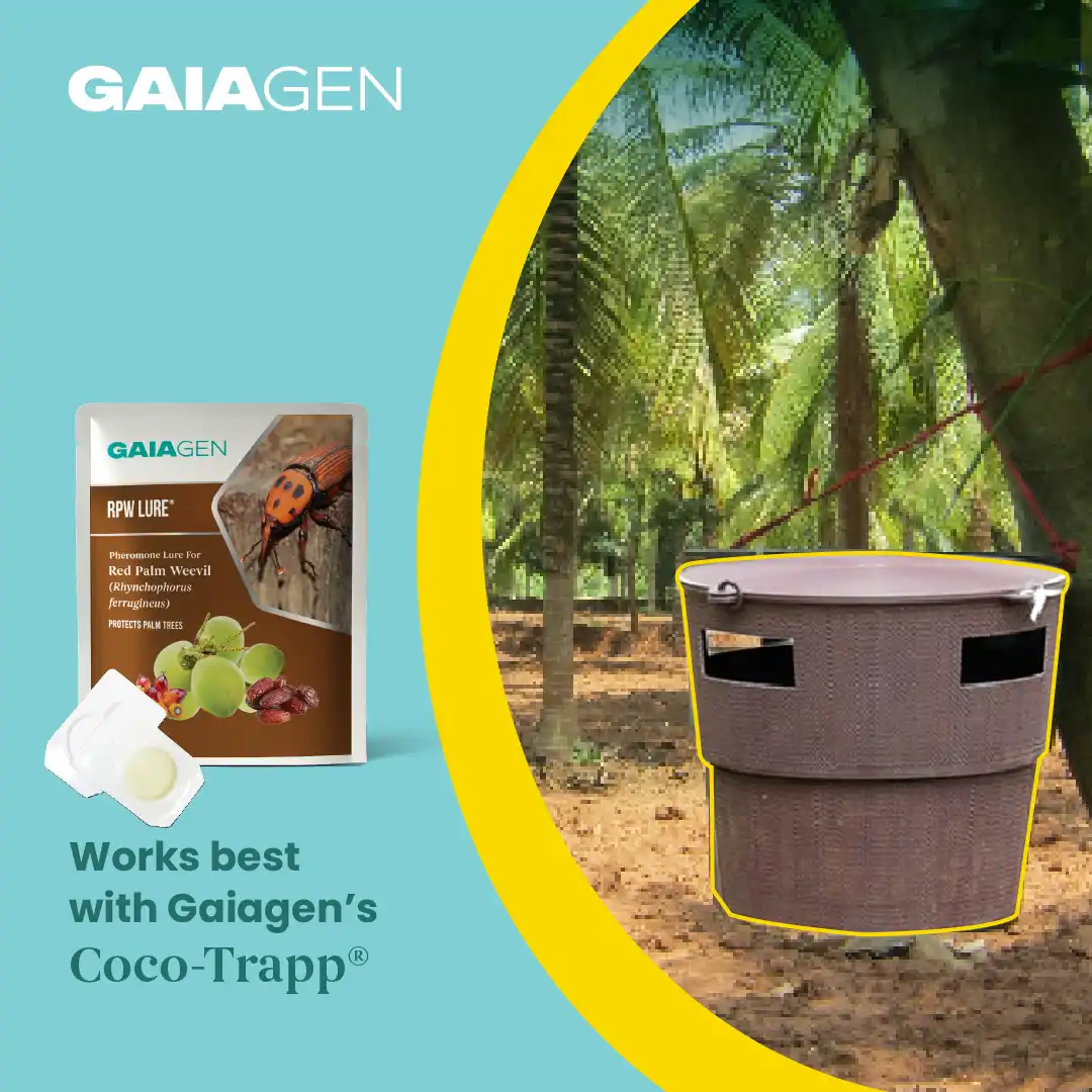 गाइएजेन आरपीडब्ल्यू फेरोमोन ल्योर और कीट बाल्टी जाल, लाल ताड़ सुंडी (राइन्कोफोरस फेरूजीनियस) के लिए, आईएमओ प्रमाणित - Image 3