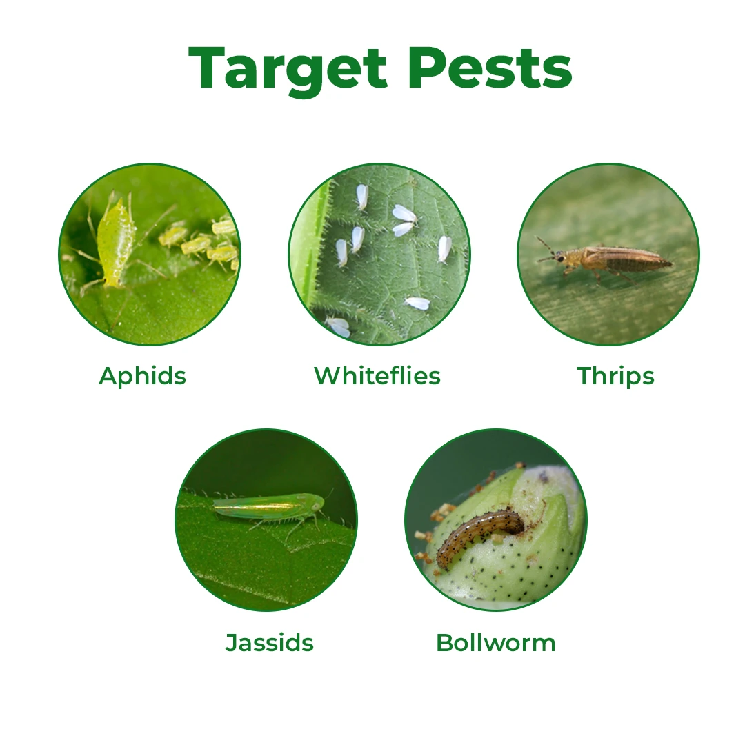 डॉ. आनंद नीम, 3000 पीपीएम नीम तेल, पौधों में प्रतिरोध में सुधार करने के लिए उपयोग करें, सभी फसलों के लिए उपयोगी सादा नीम तेल। - Image 3