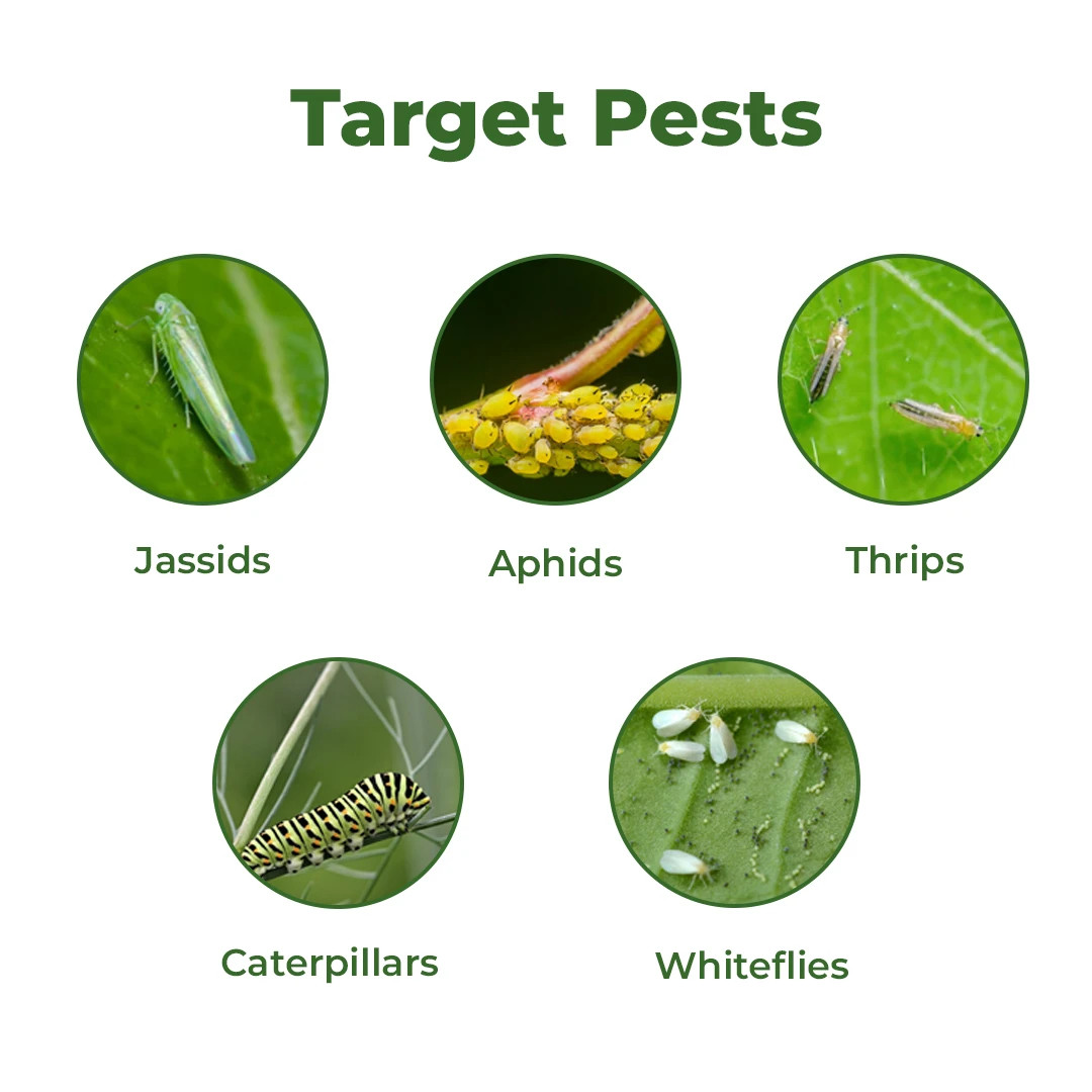 बीएसीएफ लीम्डो नीम ऑयल एजाडायरेक्टिन 1500 पीपीएम 0.15%, प्रणालीगत और संपर्क फफूंदनाशक। - Image 3