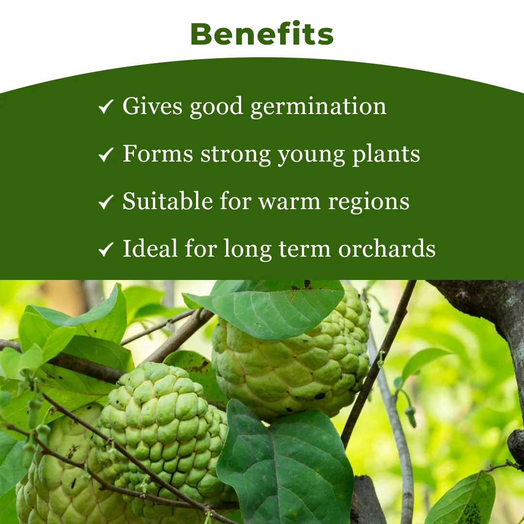 श्री साई फॉरेस्ट्री सीताफल के बीज, शुगर एप्पल के बीज, स्वीटसॉप के बीज, अनोना स्क्वामोसा फल वृक्ष के बीज - Image 4