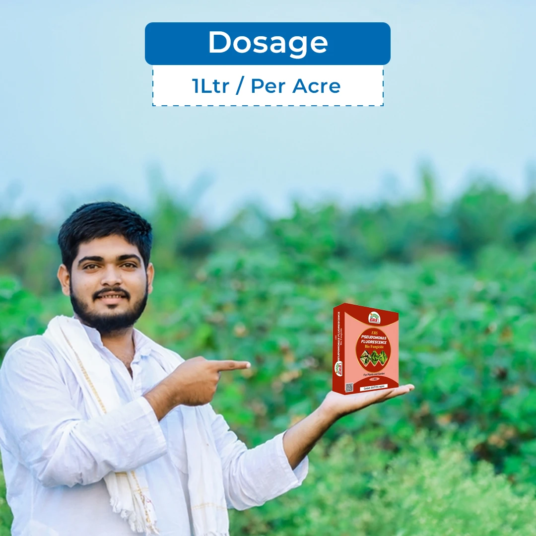 EBS Pseudomonas Fluorescence Bio Fungicide, Controlling Diseases Like Root Rot, Stem Rot, Collar Rot On All Crops. - Image 5