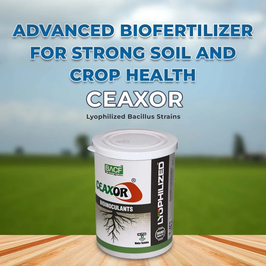 BACF Lyo Ceaxor, Unique combination of Compatible lyophilized Bacillus Strains - Image 2