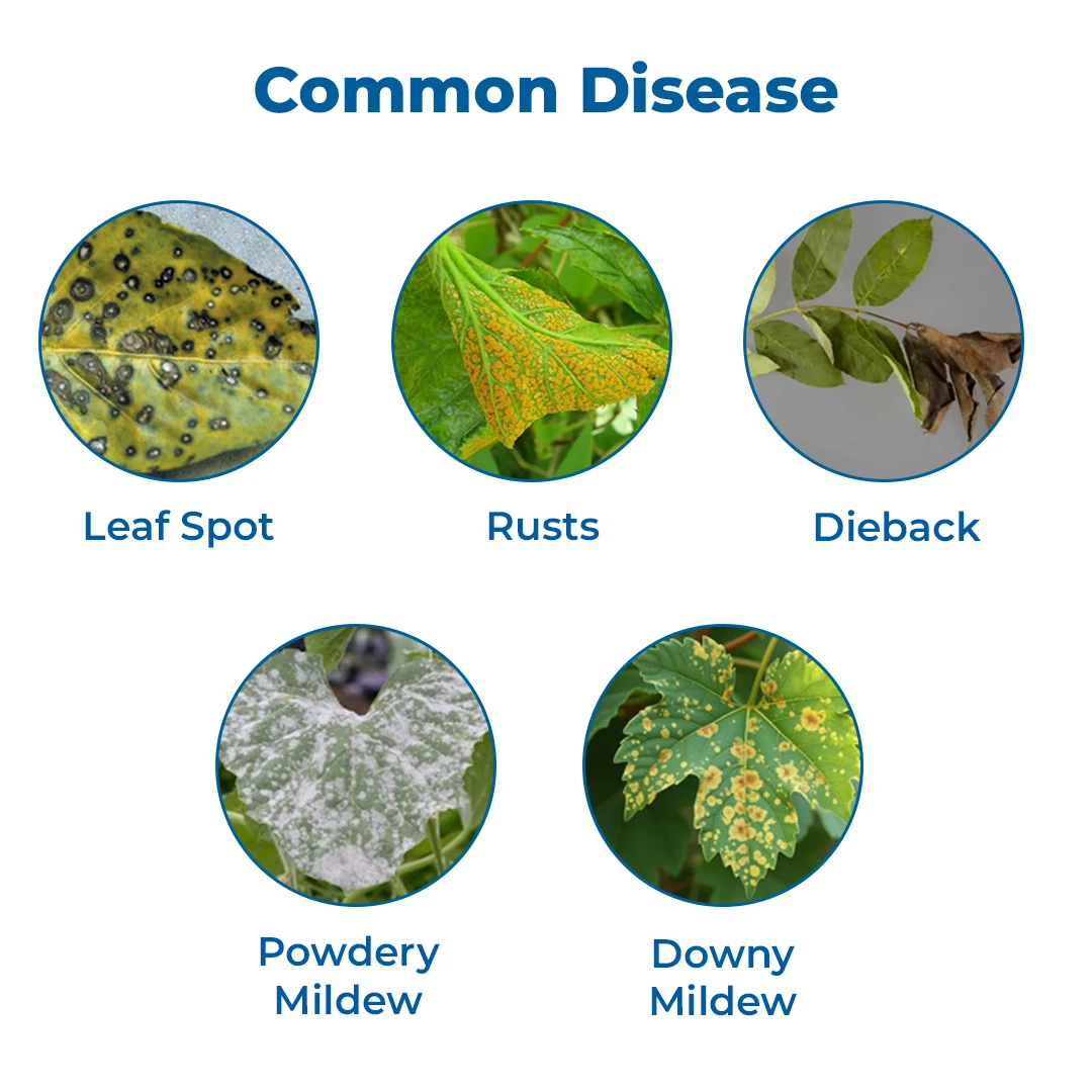 Ju Zodia Fungicide - Image 3