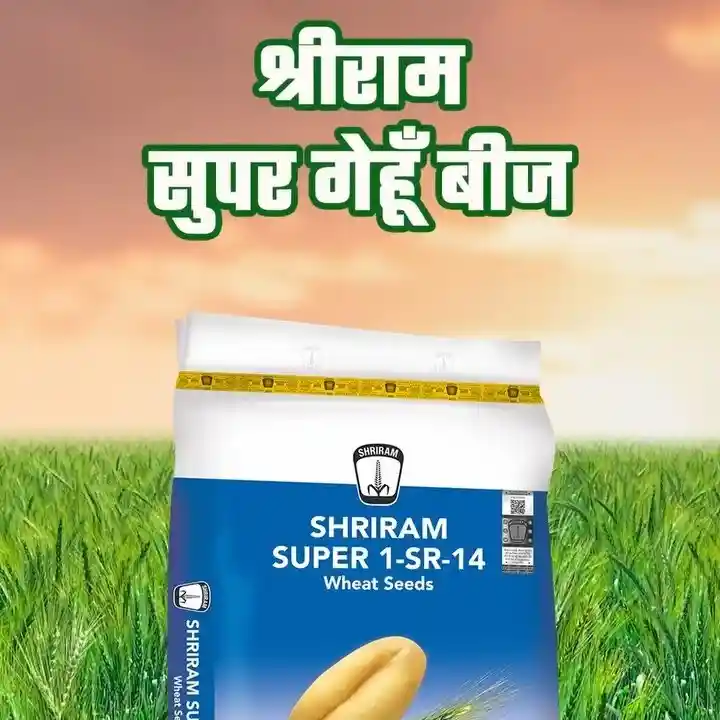 DCM Shriram SUPER 1-SR-14 Wheat Seeds - Image 3