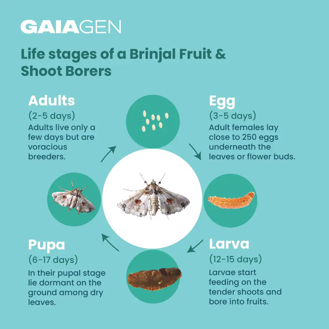 गाइएजेन बैंगन फल और तना छेदक फेरोमोन ल्योर (ल्यूसिनोड्स ऑरबोनालिस) के लिए, आईएमओ प्रमाणित - Image 5