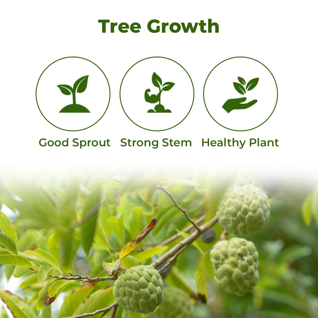 श्री साई फॉरेस्ट्री सीताफल के बीज, शुगर एप्पल के बीज, स्वीटसॉप के बीज, अनोना स्क्वामोसा फल वृक्ष के बीज - Image 3