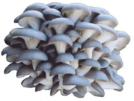 Pleurotus Columbinus