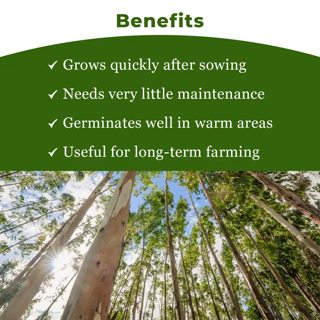 श्री साई फॉरेस्ट्री - यूकेलिप्टस नीलगिरी, बेहतरीन कागज की लकड़ी के वृक्ष, कठोर लकड़ी और तेज़ी से बढ़ने वाला इंधन लकड़ी वृक्ष के बीज - Image 4