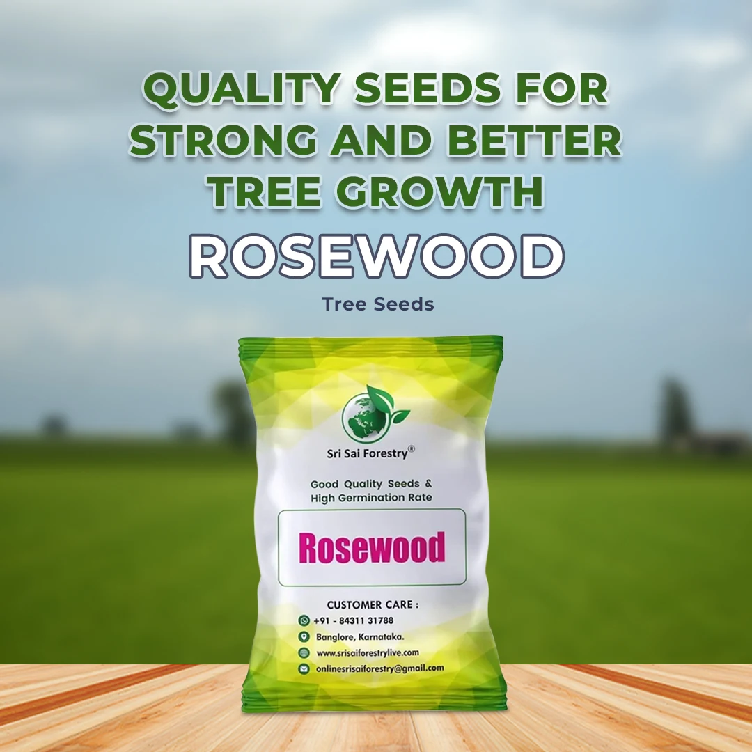 SRI SAI FORESTRY - Shisham Tree Seeds (North Indian Rosewood ) , Hard Tiber Seeds - Image 2