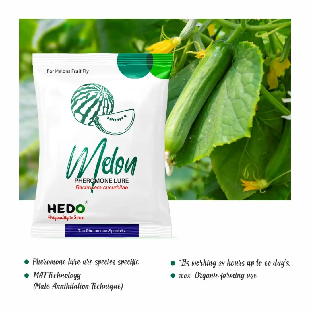 HEDO Pheromone Trap With Melon Fruit Lure (Bactrocera Cucurbitae) Control Melon Fly For Cucumber, Bottle Gourd, Bitter Gourd, Pumpkin, Water Melon - Image 2
