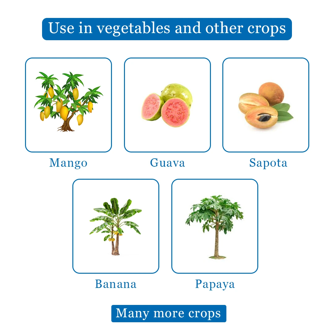 फ्रूट फ्लाई फेरोमोने ट्रैप सेट - 1 एकड़ के लिए और बैक्ट्रोसेरा कोरेक्टा, ज़ोनटा, डोर्सालिसा के लिए लुअर। - Image 4