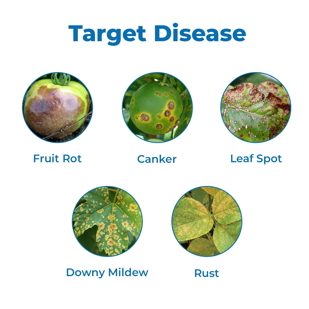 EBS Coxy-50 Copper Oxychloride 50% WP Fungicide, Broad Spectrum That Controls Fungal And Bacterial Diseases - Image 3