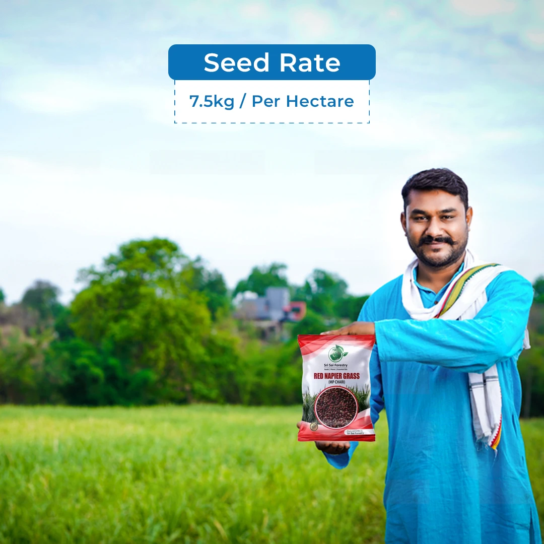 श्री साई फॉरेस्ट्री रेड नैपियर घास के बीज (एमपी चारी) पशु चारा के बीज, ग्रीष्मकाल और वर्षा ऋतु के लिए - Image 5