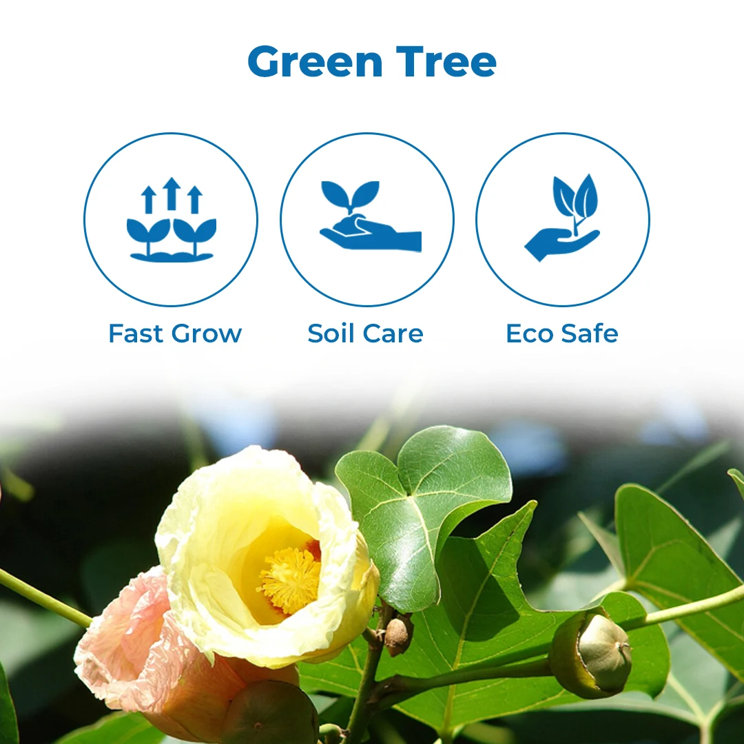 Thespesia Populnea (Poovarasan Tree) Tree Seed, Apple Shaped Fruit          - Image 3