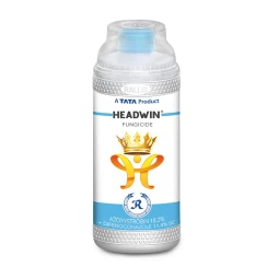 標本 Brazil Pelidnota cyanitarsis 20mm 3.4