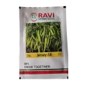 Ravi Jersey-56 Hybrid Chilli Seeds, TOLCV, High Yield, Long Medium Parrot Green Red