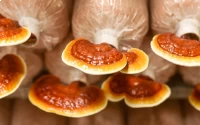 Shroomness Premium Spawn Granules, Reishi Mushroom Seeds, Mushrom Spawn Seed
