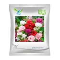Iris Balsam Mix Hybrid OP Flower Seeds, Gul Mehandi Ke Phool, Annual Flower With Best Germination.