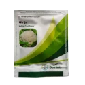 Seminis F1 Hybrid Girija Cauliflower Vegetable Seeds, Milky White Color, Dome shaped And Compact