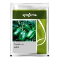 Syngenta Indra F1 Hybrid Capsicum Seeds, High Yield, Suitable For All the Seasons, Uniform Fruit