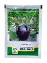 Brinjal Hybrid Seeds of Kalash Seeds Pvt. of Kalash Seeds Pvt.