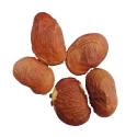 RK Seeds Pongam Oil Tree Seeds, Without Pod Pongamia Pinnata. Fast Germination