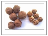 आरके सीड्स - सागवान बीज, टेक्टोना ग्रैंडिस बीज, सागवान बीज पौधारोपण के लिए, सागवान वृक्ष बीज, सागवान बीज, थेक्कू बीज, सागवान लकड़ी के बीज
