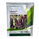 Seminis Shamli F1 Hybrid Eggplant Seeds, Brinjal Seeds, Long Purple Fruits, Early Harvesting Variety