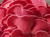 Shroomness Oyster Mushroom Combo ( Pink, yellow, Gray, White ), 350 GM Each.