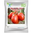 Iris SARTAAJ F1 Hybrid Tomato Seeds, Early Maturing, TYLCV & Bacterial Wilt Tolerant