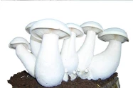 Shroomness Premium Spawn Granules, Milky Mushroom Seeds, 100% Clean, Concentrated, Active Mycelium Granules