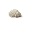 Lions Mane Mushroom Spawn Seed. White, globe-shaped fungi that have long, shaggy spines.