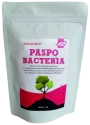 Paspo Bacteria Stimulates Plant Growth And Increase Crop Yield, Protection Against Drought and Some Soil-Borne Diseases